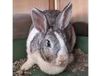 Adopt SUGAR a Grey/Silver Dutch / Mixed rabbit in Slinger, WI (38688611)