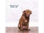 Adopt Bill W. a Brown/Chocolate Retriever (Unknown Type) / Mixed dog in