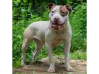 Adopt Glenda a White - with Tan, Yellow or Fawn American Staffordshire Terrier /