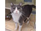 Adopt Tully a Gray or Blue Domestic Shorthair / Mixed cat in West Olive
