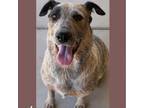 Adopt Nala a Australian Cattle Dog / Mixed dog in Casa Grande, AZ (38714748)