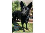 Adopt COH Maeve a Black Dutch Shepherd / Mixed dog in Inglewood, CA (38581651)