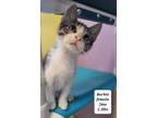 Adopt Barbie, formerly known as Hopper a White Domestic Shorthair / Domestic