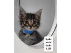 Adopt Spike, formerly known as Grover a Gray or Blue Domestic Shorthair /