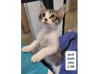 Adopt Jack, formerly Alex a Gray or Blue Domestic Shorthair / Domestic Shorthair