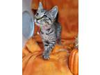 Adopt Willow, formerly known as Taffy a Gray or Blue Domestic Shorthair /