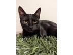 Adopt Rocky Road a All Black Domestic Shorthair (short coat) cat in Morristown