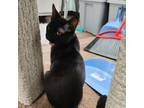 Adopt Wheeljack a All Black Domestic Shorthair / Mixed cat in Texas City