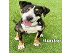 Adopt HUNTER a Black Mixed Breed (Medium) / Mixed dog in Englewood