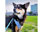 Adopt Ryong a Black - with Tan, Yellow or Fawn Australian Shepherd / Jindo /