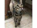 Adopt Sid a All Black Domestic Shorthair / Mixed cat in Galveston, TX (38678583)