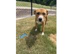 Adopt Angelo* a Tan/Yellow/Fawn Mixed Breed (Large) / Mixed dog in Anderson