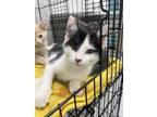 Adopt MOO-DY a Cream or Ivory Domestic Shorthair / Mixed Breed (Medium) / Mixed