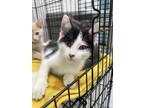 Adopt MOO-DY a Orange or Red Domestic Shorthair / Domestic Shorthair / Mixed cat