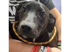 Adopt Gilly a Black Mixed Breed (Medium) / Mixed dog in Lindenwold