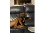 Adopt Tucker a Brindle Dachshund / American Pit Bull Terrier / Mixed dog in