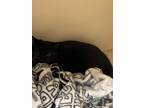 Adopt Maka a All Black Domestic Mediumhair / Domestic Shorthair / Mixed cat in