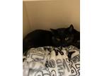 Adopt Asura a All Black Domestic Mediumhair / Domestic Shorthair / Mixed cat in