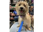 Adopt Frankie a Tan/Yellow/Fawn Terrier (Unknown Type, Small) / Mixed dog in