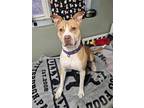 Adopt Magnolia a Tan/Yellow/Fawn American Pit Bull Terrier / Mixed dog in