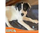 Adopt Lil Wayne a White - with Tan, Yellow or Fawn Great Pyrenees / Pointer /