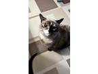 Adopt Princess Jasmine a Domestic Shorthair cat in Colmar, PA (38641737)