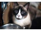 Adopt Sophie 2 a Snowshoe / Mixed (short coat) cat in Pittsboro, NC (38715340)