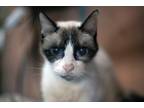 Adopt Sara a Snowshoe / Mixed (short coat) cat in Pittsboro, NC (38715339)
