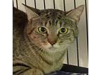 Adopt Linda Fanning a Brown or Chocolate Domestic Shorthair / Mixed cat in
