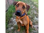 Adopt Dale a Tan/Yellow/Fawn Retriever (Unknown Type) / Mixed dog in FREEPORT