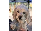 Adopt Annie a Tan/Yellow/Fawn Cockapoo / Mixed dog in Creston, CA (38713081)