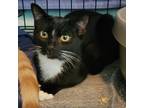 Adopt Bonnie 2023 a All Black Domestic Shorthair / Mixed cat in Bensalem