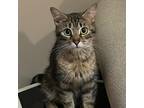Adopt Tabitha 2023 a Brown or Chocolate Domestic Shorthair / Mixed cat in