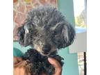 Adopt Lola 2 a Black Poodle (Miniature) / Mixed dog in Creston, CA (38713848)