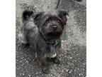 Adopt Bradley a Black Cairn Terrier / Shih Tzu / Mixed dog in Westport