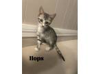 Adopt Hop along (Hops) a Black (Mostly) Domestic Shorthair / Mixed (short coat)