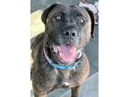 Adopt Lola a Brindle - with White Presa Canario / Mixed dog in Berkeley