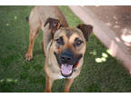 Adopt Wesley a Brown/Chocolate Shepherd (Unknown Type) / Mixed dog in Sedona