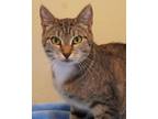Adopt Slide a Tan or Fawn Domestic Shorthair / Domestic Shorthair / Mixed cat in