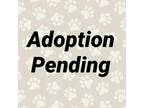 Adopt Harper a Black Border Collie / Mixed Breed (Medium) / Mixed dog in