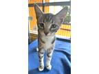 Adopt Worf a Gray or Blue Domestic Shorthair / Domestic Shorthair / Mixed cat in