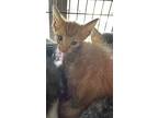 Adopt Chewbacca a Orange or Red Domestic Shorthair / Domestic Shorthair / Mixed
