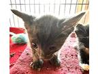 Adopt Groot a Gray or Blue Domestic Shorthair / Domestic Shorthair / Mixed cat