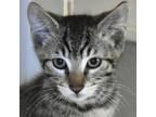 Adopt Lavinski a All Black Domestic Shorthair / Domestic Shorthair / Mixed cat