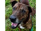 Adopt Apollo a Brindle Plott Hound / Mixed dog in FREEPORT, FL (38640322)