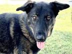 Adopt Jaybird a Black Mixed Breed (Large) / Mixed dog in Georgetown