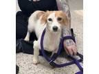 Adopt Inez a White Jack Russell Terrier / Mixed dog in Philadelphia