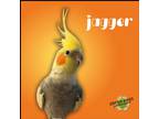 Adopt Jagger a Cockatiel bird in Troy, VA (38698936)