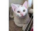 Adopt Skittles a White Domestic Shorthair / Domestic Shorthair / Mixed cat in