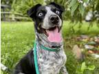 Adopt Piper a Black Mixed Breed (Large) / Mixed dog in Boone, NC (38686061)